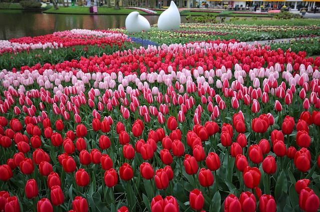 Keukenhof